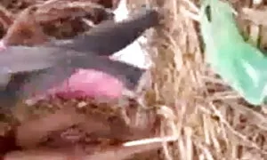 দুর্দশা কামে দিশাহারা মহিলার স্বামী মা ছেলের চুদাচুদির ভিডিও ও স্ত্রী ব্লজব