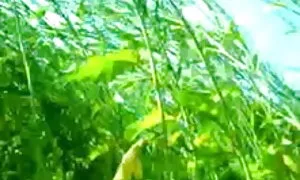 পভ, চুদাচুদির সিনেমা স্বর্ণকেশী, সামনেথেকে, দুর্দশা